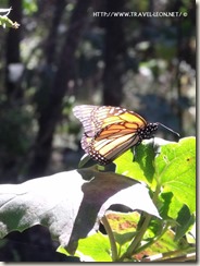 La Mariposa Monarca en Michoacán
