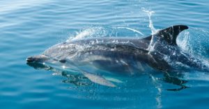 Delfines en el Mar
